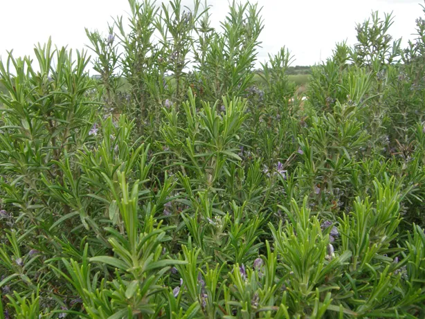 Campos de Ensayo de romero. CIAF Albaladejito