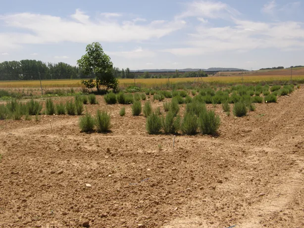 Cultivos de Romero en los campos de ensayo de CIAF Albaladejito