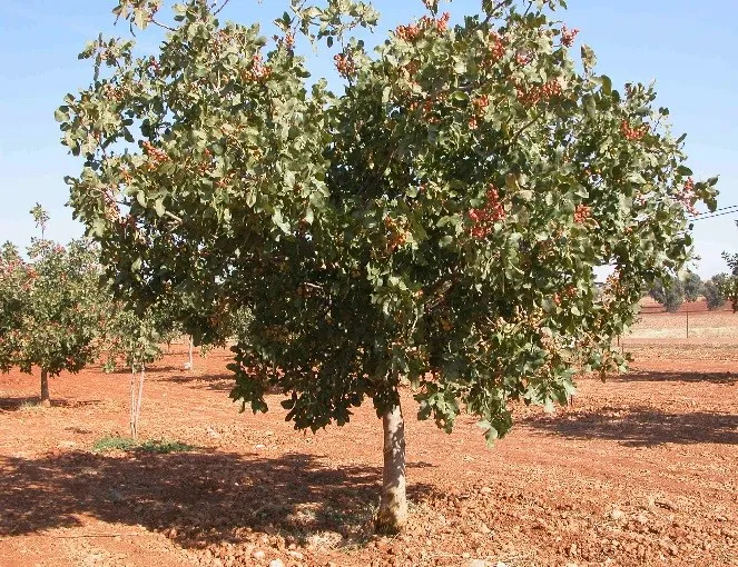 CIAG. Cursos de Formación 2021: Cultivo del Pistachero