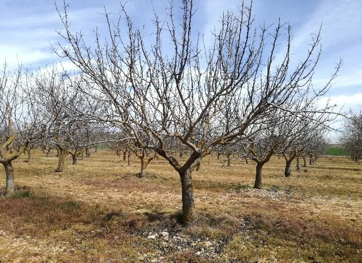 CIAG. Cursos de Formación 2021: Cultivo del Pistachero