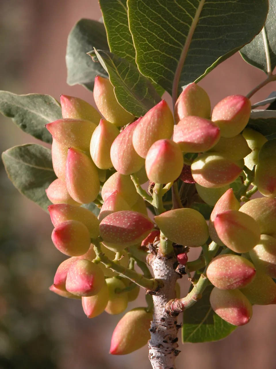 Secuenciar el ADN y el ARN del pistachero