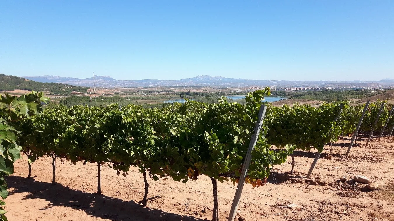 Red VITIS CLIMADAPT. IRIAF