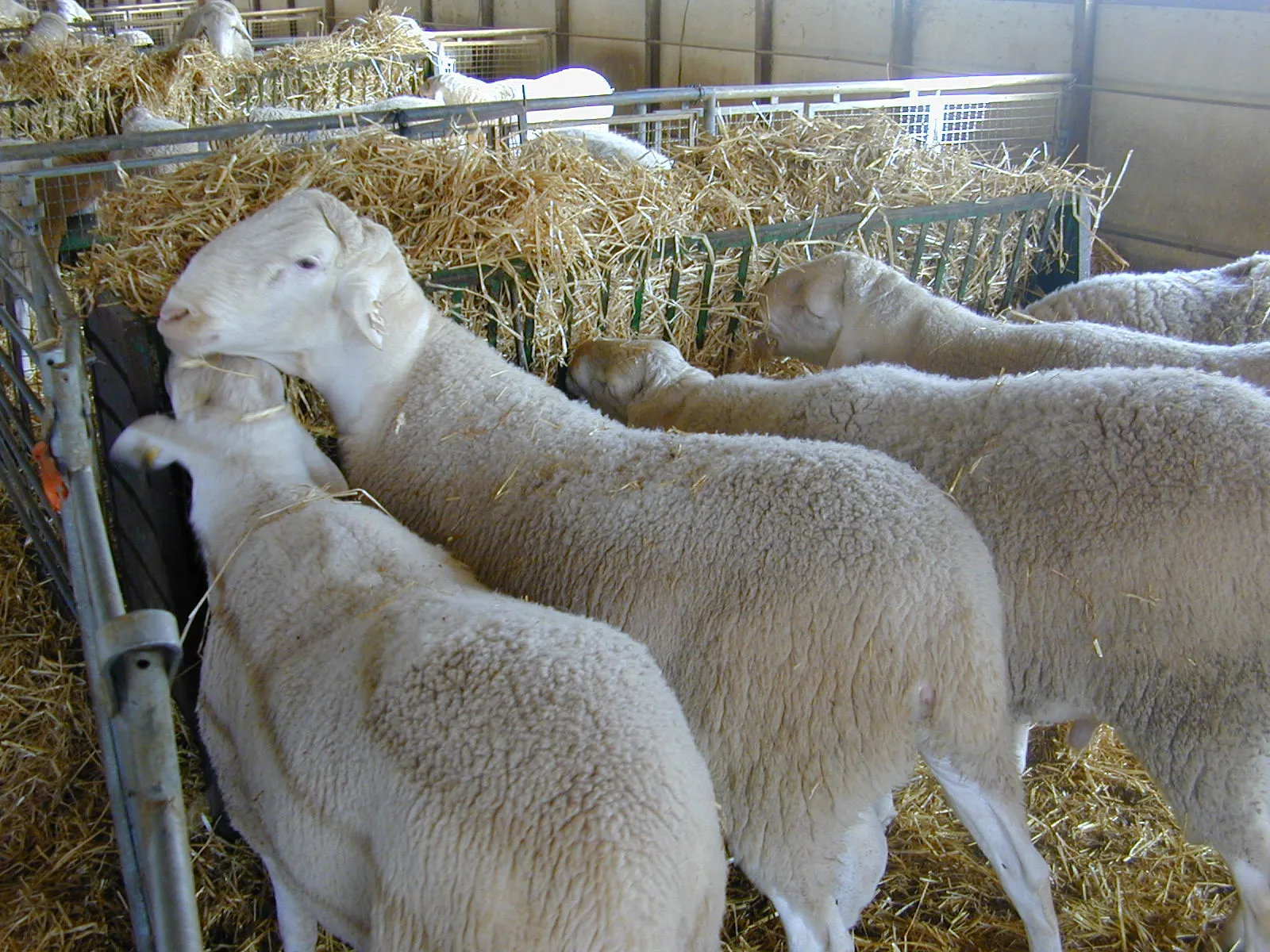 Estudio alimentación en oveja raza Manchega