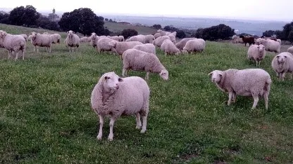 Raza Ovino Manchega. CERSYRA - IRIAF