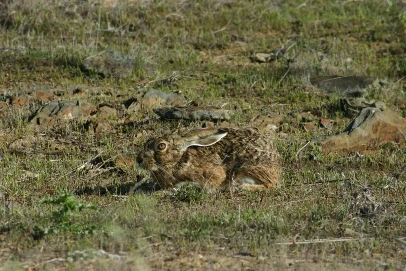 Investigadores IRIAF lideran Proyecto REGULA