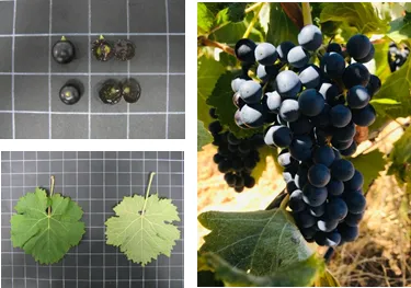 Estudio perfil aromático de variedades minoritarias.