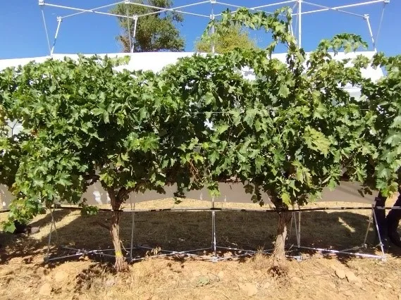 Variedad Tempranillo bajo condiciones de sequía moderada.