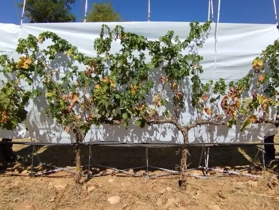 Variedad Tempranillo bajo condiciones de sequía severa.