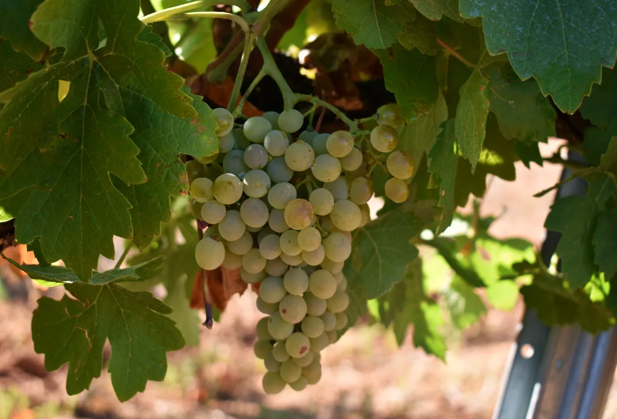 Comportamiento de vid frente al cambio climático.
