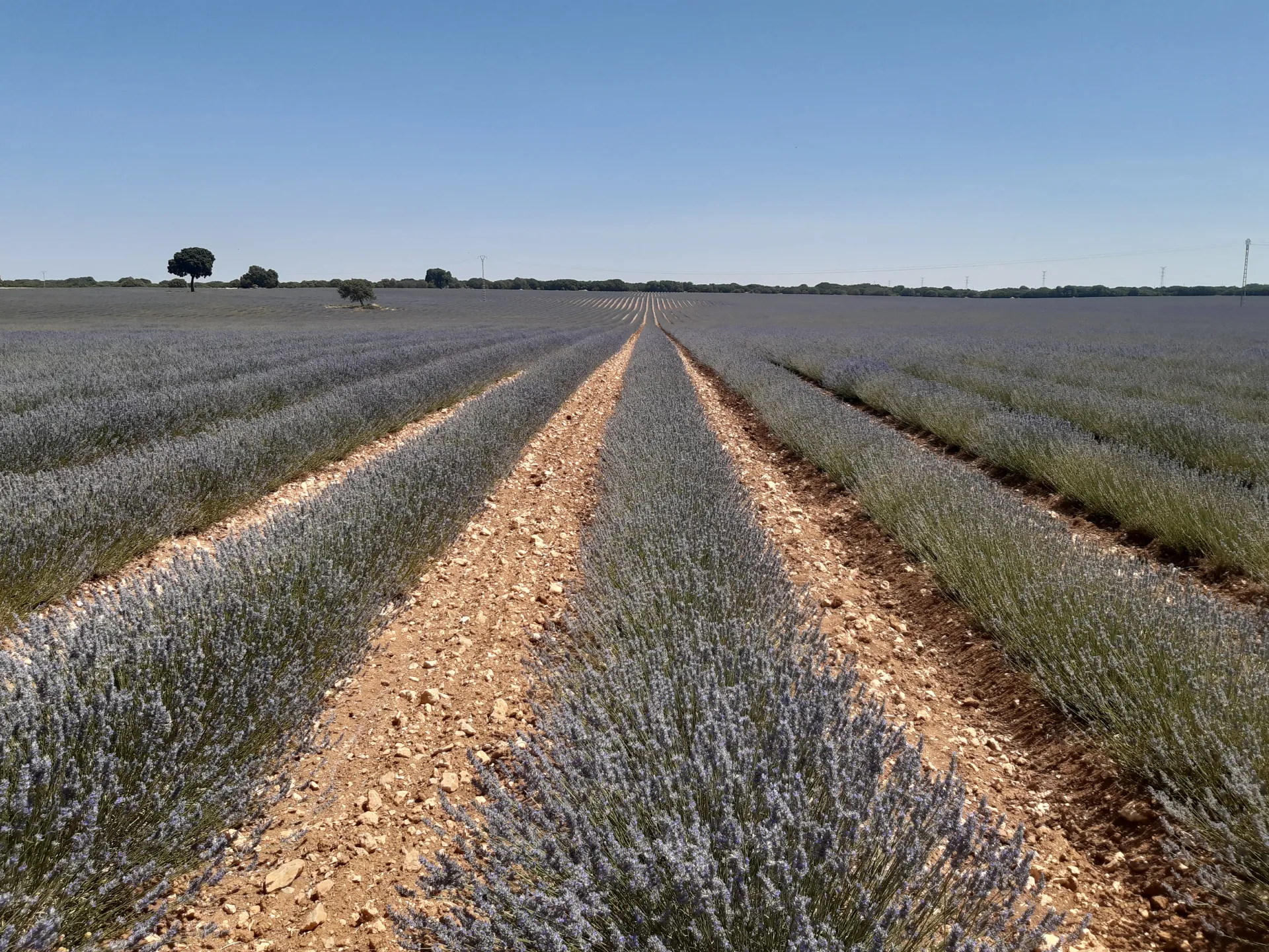 Lavandin. Campos de Cultivo CIAF. IRIAF.1