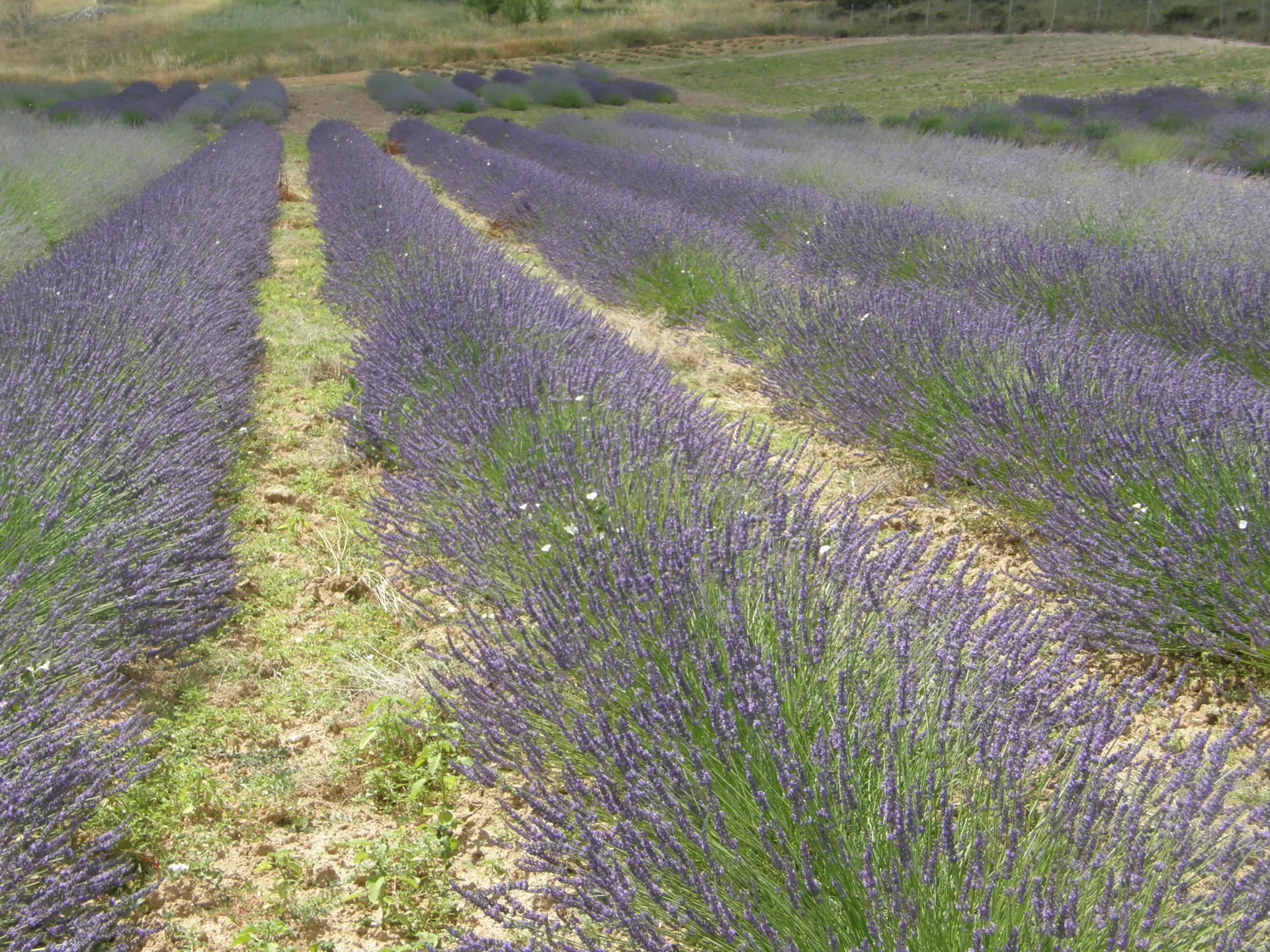 Lavandin. Campos de Cultivo CIAF. IRIAF