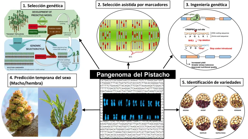 Posibles aplicaciones en la mejora y el control varietal