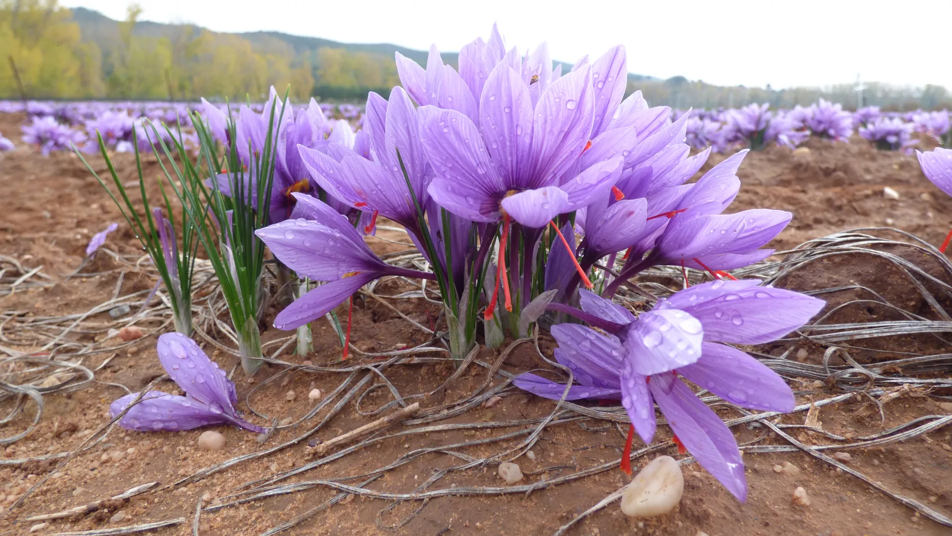 Obtención de compuestos antioxidantes a partir de hojas