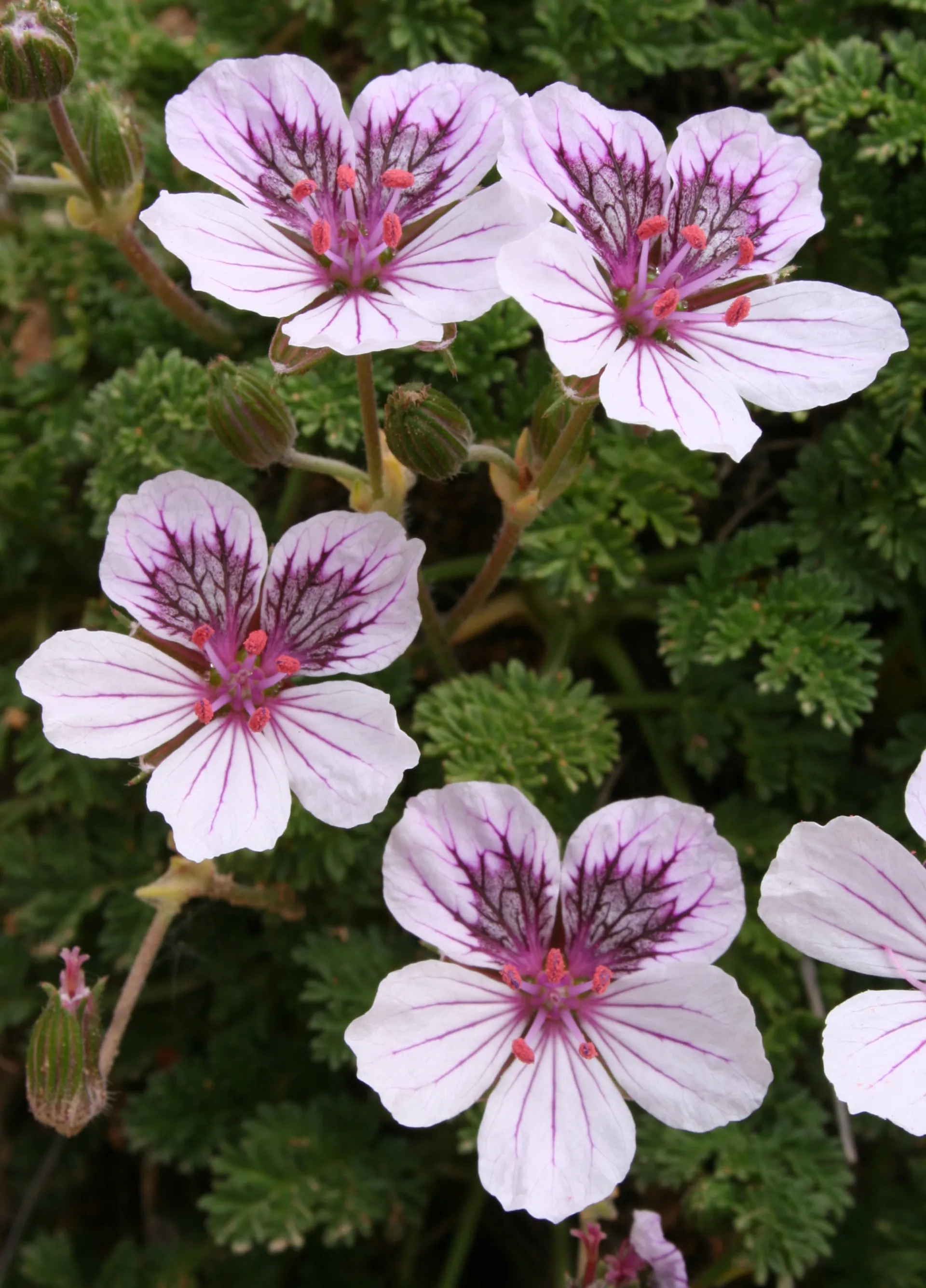 Erodium Glandulosum El Portillo