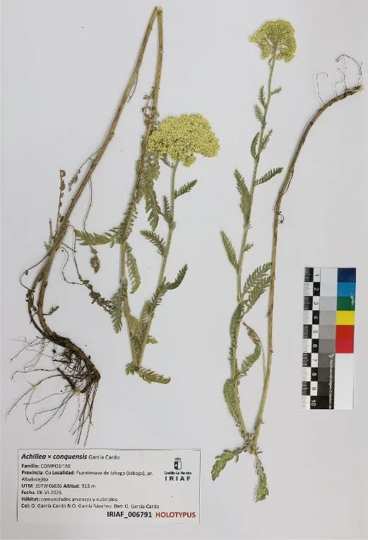 Ejemplar tipo de Achillea x conquensis depositado en el Herbario IRIAF de Albaladejito (Cuenca)