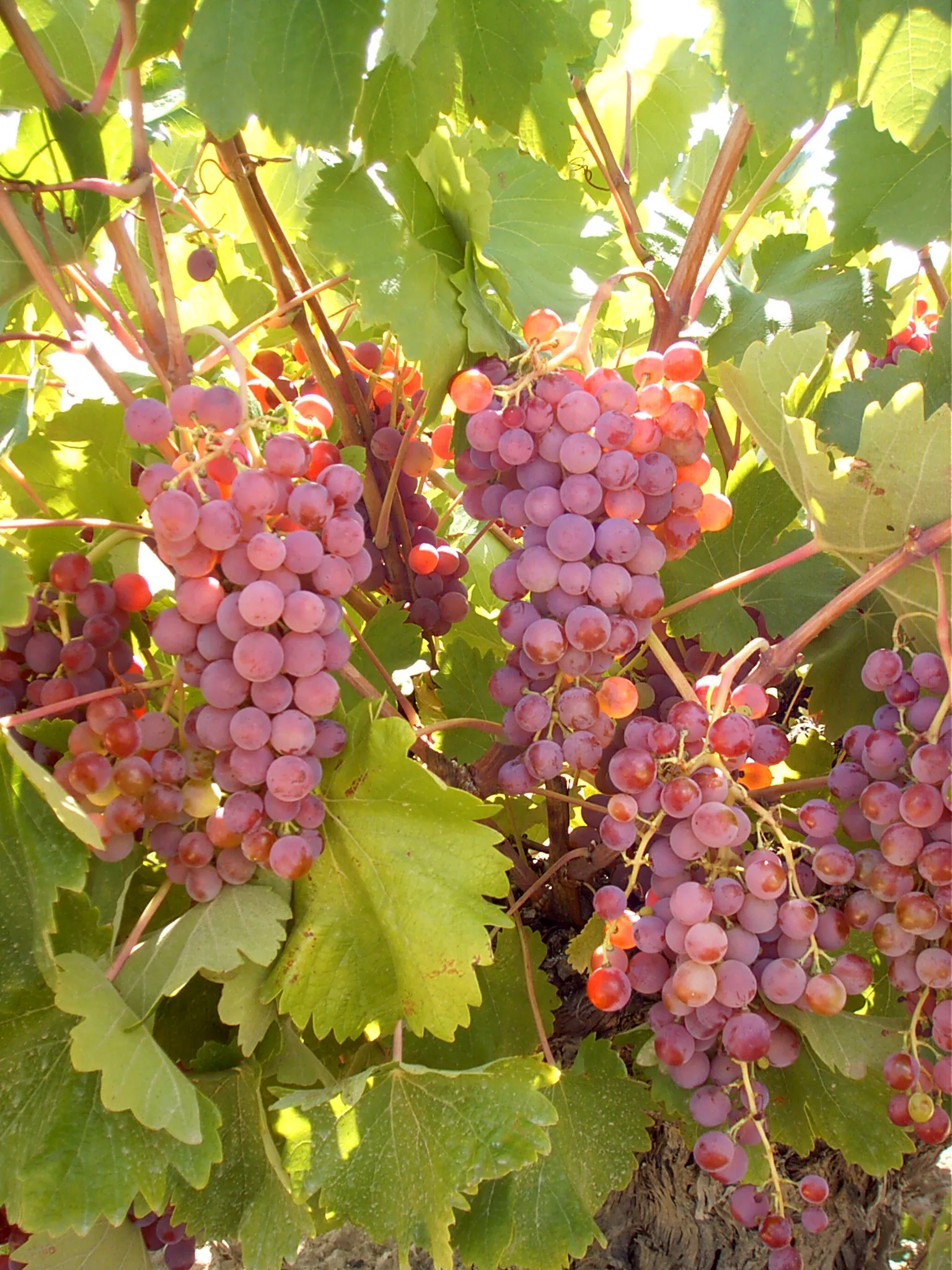 Racimo uvas