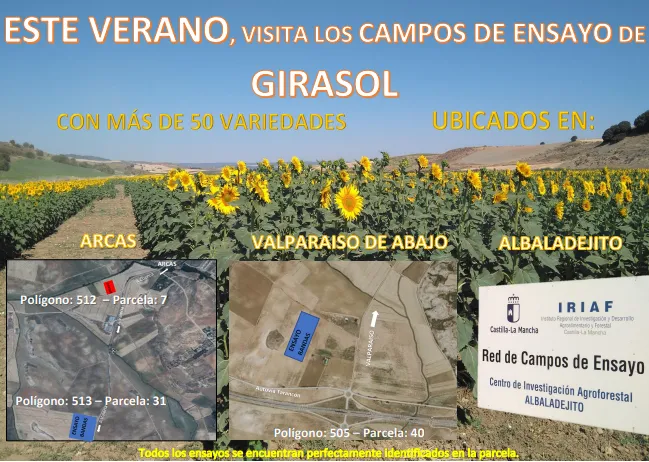 Campos Ensayo Girasol 2026