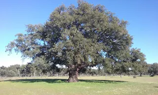 Logo Deheson del Encinar