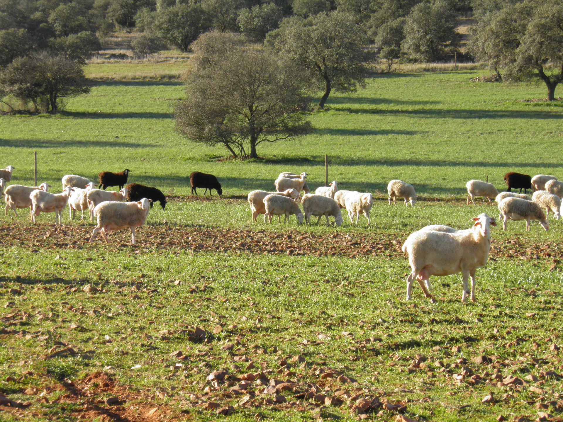 Rebaño Regional CERSYRA