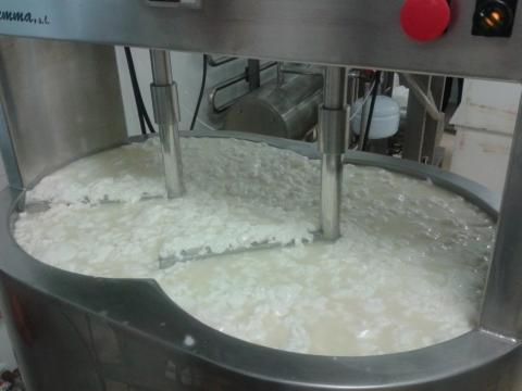 Estudio Eficiencia Leche de Oveja para Elaboración de Queso Manchego. CERSYRA. IRIAF 