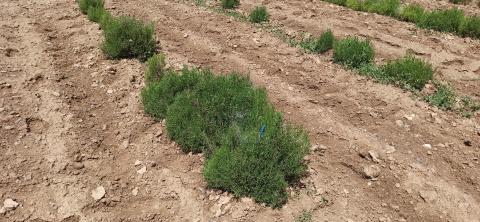 Cultivo de Romero en el CIAF. IRIAF