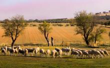 Publicación Artículo “Factors Affecting Levels of Airborne Bacteria in Dairy Farms: A Review” -  (Quintana, A.R. et al.) - Animals 