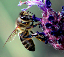 Proyecto IRIAF. CIAPA. "Monitoring the Mediterranean honey bee subspecies and their resilience to climate change for the improvement of sustainable agro-ecosystems"