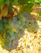 Castilla-La Mancha, en busca de las uvas perdidas
