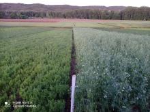 CIAF: Vista de los campos de ensayo Campos de Ensayo del CIAF