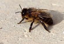 Apis Mellifera Iberiensis