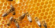 IRIAF. Estudio sobre los efectos de los plaguicidas en abejas. CIAPA CIAPA. Colmenas