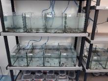 IRIAF. Proyecto TerAmphiTox: Toxicidad de Fitosanitarios en Anfibios. CIAG CIAG. Proyecto TerAmphiTox. Anfibios