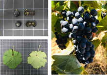 IVICAM. Estudio perfil aromático de variedades minoritarias. Variedad Tinto Fragoso. IRIAF Variedad Tinto Fragoso. IVICAM