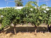 Vides de la variedad Tempranillo cultivadas bajo condiciones de sequía moderada. IVICAM Vides de la variedad Tempranillo cultivadas bajo condiciones de sequía moderada.