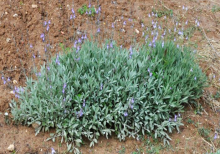 CIAF. Estudio Salvia Española y sus capacidades biológicas de sus residuos de destilación . IRIAF Salvia Española. CIAF