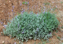 Salvia Española. CIAF