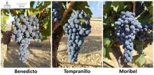 Estudio Alternativa al Tempranillo en condiciones de estrés térmico y sequía. IVICAM. IRIAF Benedicto. Tempranillo.Moribel. Estudio Alternativa a la sequía. IVICAM. IRIAF