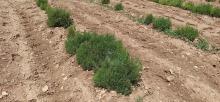 Cultivo de Romero en el CIAF. IRIAF