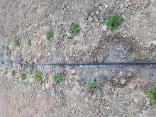 Proyecto QDPAM del CIAF. IRIAF plantación de diversas especies de plantas aromáticas y medicinales